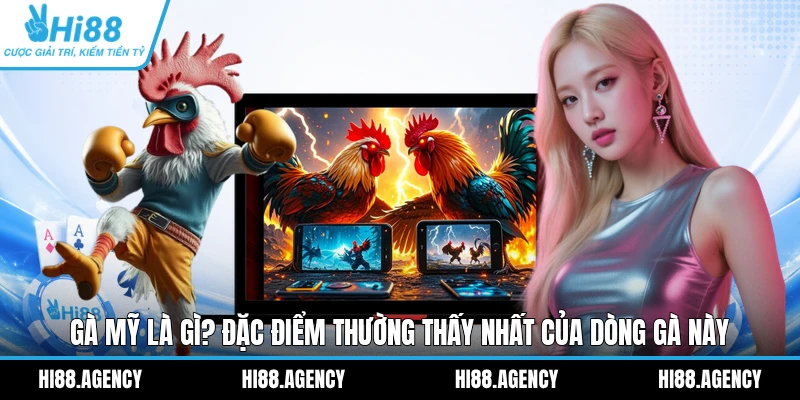 Gà Mỹ Là Gì? Đặc Điểm Thường Thấy Nhất Của Dòng Gà Này